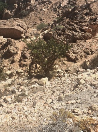 wild omani frankincense - jabal raqbit (1)6